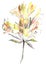 Watercolor drawing of yellow Alstroemeria