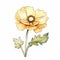 Watercolor Drawing Of A Yellow Poppy Flower