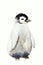 Watercolor drawing of the young penguin the isolated on the white background. Illustration of penguin