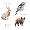 Watercolor drawings of forest animals: hare, rabbit, woodpecker, wild boar