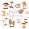 Watercolor drawings of forest mushrooms - a set of edible mushrooms