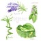 Watercolor drawings of natural cosmetics: lavender, bamboo, melissa, linden