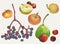 Watercolor drawings of set various ripe fruits,yellow apples,red cherries and plum,blue chokeberry bunch,green pear