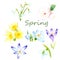 Watercolor drawings - spring flowers, a set of first flowers