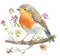 Watercolor drawn illustration of robin bird on a twig with little flowers