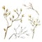 Watercolor dry lunaria branches, twigs with flowers. Botanical floral, autumn plant bouquet. for floral logo, web pages