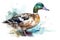 Watercolor duck illustration on white background