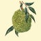 Watercolor durian fruit vector illustrtion