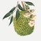 Watercolor durian fruit vector illustrtion