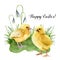 Watercolor easter card with young chicken, grass and snowdrop. Holiday print with Happy Easter lettering isolated on