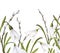 Watercolor easter illustration of bouquet of snowdrops, branches of pussy-willow, horizontal banner on white background