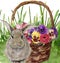 Watercolor Easter Illustration featuring a rabbit and a basket full of assorted blooms