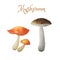 Watercolor edible mushrooms. Bright hand-drawn three mushroom.
