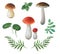 Watercolor edible mushrooms and different leaves. Boletuses autumn set.