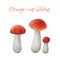 Watercolor edible mushrooms. Three orange-cap boletus.