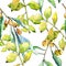 Watercolor elaeagnus green leaves. Leaf plant botanical garden floral foliage. Seamless background pattern.