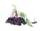 Watercolor elderberry set. Hand drawn natural healty eating organic elder. Floral sambucus illustration. Isolated white background