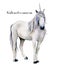 Watercolor elegant white unicorn. Hand painted magic horse isolated on white background. Fairytale character