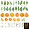 Watercolor elements of oranges, leaves and flowers for posters, citrus summer banners, design templates, spring wallpapers