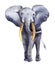 Watercolor elephant animal illustration isolated