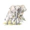 Watercolor elephant with flowers on grass. African animlas clipart.