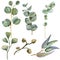 Watercolor eucaliptus leaves
