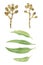 Watercolor eucaliptus leaves and berries branch. Floristic design elements for floristics
