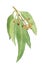Watercolor eucaliptus leaves and berries branch. Floristic design elements for floristics