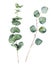 Watercolor eucalyptus round leaves and branches. Hand painted baby eucalyptus and silver dollar elements. Floral illustration