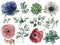 Watercolor eucalyptus, succulent and ranunculus floral set. Hand painted blue, red and white anemone, berry, eucalyptus