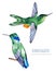 Watercolor exotic birds collection.