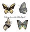 Watercolor exotic butterfly set. Hand painted insect collection isolated on white background. Illustration for design