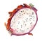 Watercolor exotic dragon fruit - pitaya