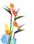 Watercolor exotic tropical flower, strelitzia on white background