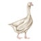 watercolor farm goose