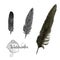 Watercolor feathers. Black feather of crow. Hand drawn vector set.