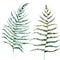 Watercolor fern leaves