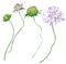 Watercolor Field scabious flowers isolated on the white background. Hand-drawn illustration of flower blossom.