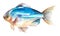 Watercolor fish. Hand draw light blue fish