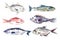 Watercolor fishes collection on white background.