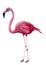 Watercolor flamingo. Exotic wading bird illustration isolated on white background. For design, prints or background