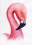 Watercolor flamingo pink hand painted illustration bird profile portrait art print