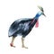 Watercolor flightless bird illustration. Cassowary bird