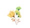 Watercolor floral arrangement. Transparent yellow Rose with green ginkgo leaves isolated on white. Hand painted modern