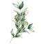 Watercolor floral bouquet with artichoke and white bud. Hand painted holiday composition with eucalyptus leaves isolated