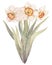 Watercolor floral hand drawn delicate illustration of blossom daffodils, jonquil, narcissus bouquet. Colorful spring