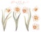 Watercolor floral hand drawn set with delicate illustration of blossom daffodils, narcissus, jonquil. Colorful spring