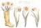 Watercolor floral hand drawn set with delicate illustration of blossom narcissus, daffodils in yellow boots wellies