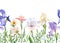 Watercolor floral horizontal pattern with wildflowers, iris, leaves, plants. Garden banner botanical background.