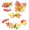 Watercolor floral illustration set: Colorful realistic Autumn falling leaves, rowan branch, acorns. Vector illustration